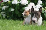 BULL TERRIER MINIATURE 152